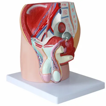 Анатомия на мъжкото таза в сагиттальной областта на мъжката репродуктивна модел мъжки вътрешни и външни репродуктивни органи
